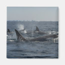 Recherche de dans le mouvement magnets Nature