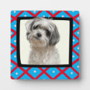 Recherche de shih plaques Amoureux des chiens