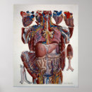Recherche de anatomy posters Organs
