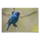 Recherche de perche posters Photographie