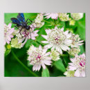 Search for wasps posters Nature