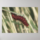 Search for crawling posters Insect
