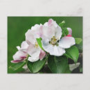 Recherche de pommier cartes postales Nature