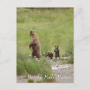 Recherche de ourson cartes postales Alaska