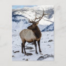 Search for elk in snow postcards Wildlife