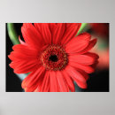 Recherche de gerbera rouge posters Floral