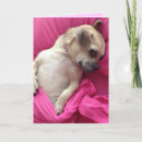 Search for chiwawa postcards Pet