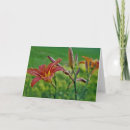 Search for tiger lily cards Summer