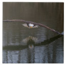 Recherche de aigle carreaux Faune