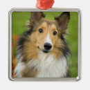 Search for rough collie ornaments Pet