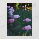 Search for flamingo picture postcards Flamingos