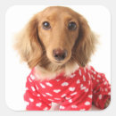 Search for dachshund valentine stickers Celebration