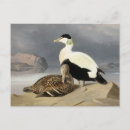 Recherche de ferdinande cartes postales Vintage