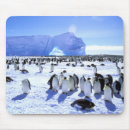 Search for antarctic peninsula electronics Ice
