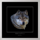 Recherche de grey wolves posters Wildlife