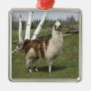 Recherche de lama ornements Nature