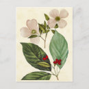 Recherche de botanical cartes postales Floral