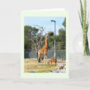 Search for zoo christmas cards Giraffe