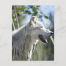 Search for wild side postcards Vertical