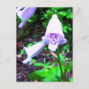 Search for foxglove flower postcards Foxgloves