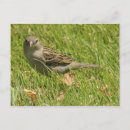 Search for sparrow postcards Nature