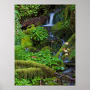 Search for rainforest posters Pacific northwest