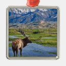 Search for elk ornaments Nature
