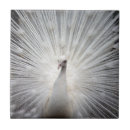 Search for peacock feather tiles Peafowl