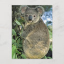 Recherche de single cartes postales Animal
