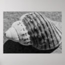 Search for white sea shells posters Beach