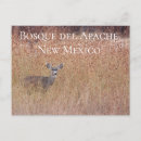 Recherche de becasse cartes postales Faune