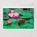 Recherche de lac rose cartes postales Fleur