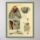 Recherche de anatomie poumon art Médical