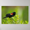Recherche de phoeniceus Agelaius phoeniceus
