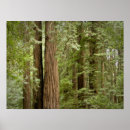 Search for sempervirens Green