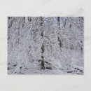 Recherche de couverts cartes postales Forêt