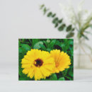 Search for calendulas postcards Orange