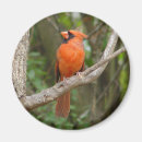 Search for pretty bird magnets Animals