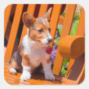 Search for park bench stickers Dog