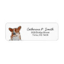 Recherche de corgi étiquettes adresse retour Animal