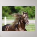 Search for rocky mountain horse Headshot