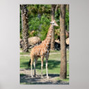 Search for tall giraffe posters Safari