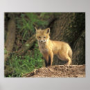 Search for fox pup posters Kit