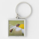 Search for ladybug keychains Nature