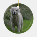 Search for flat coated retriever ornaments Canine photographer