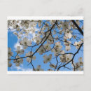 Search for flowering tree postcards Dogwood
