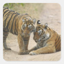 Search for asian tiger stickers Rajasthan