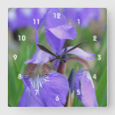 Search for wild iris Purple
