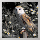 Search for owl portrait posters Bird