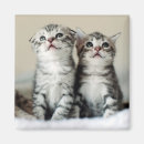 Search for bedrooms magnets Cat